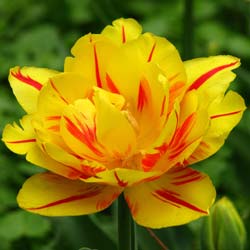 tulipe double tardive -monsella
